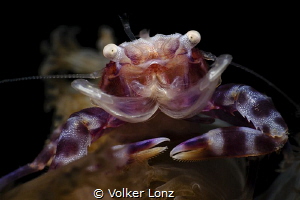 porcelain crab by Volker Lonz 
